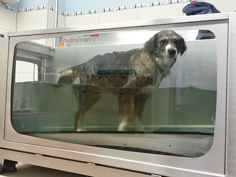 Hund auf Unterwasserlaufband